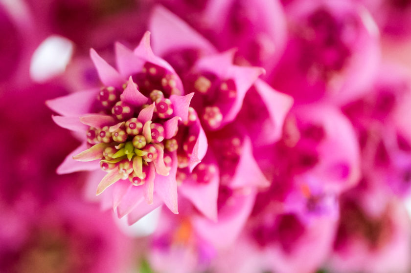 Keukenhof ©Tobias Marti
