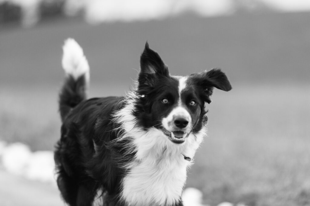 Flynn ©Tobias Marti