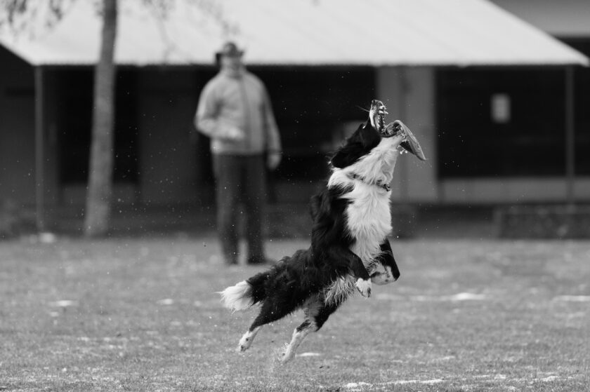 Flynn ©Tobias Marti