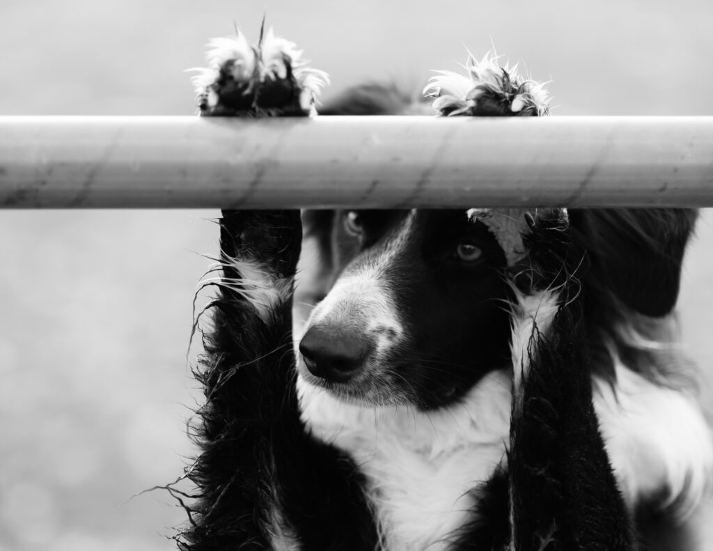 Flynn ©Tobias Marti