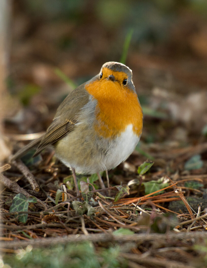 Rotkehlchen ©Tobias Marti