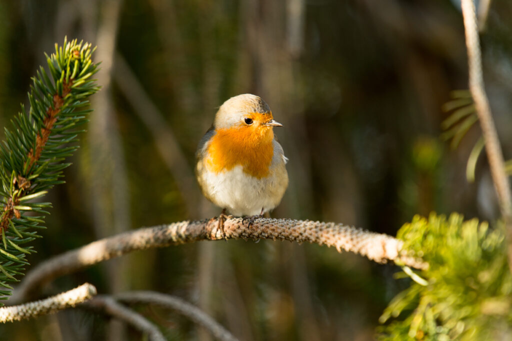 Rotkehlchen ©Tobias Marti