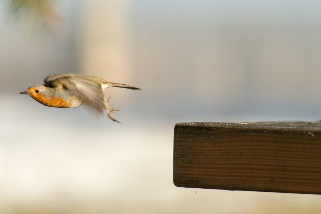 Rotkehlchen ©Tobias Marti